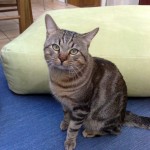 Stras_chat Stras_chat